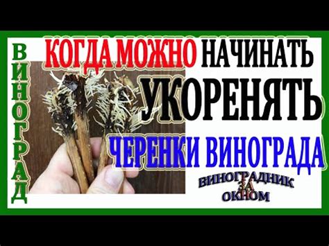 Секрет 3: Оптимальное время для укоренения дерена