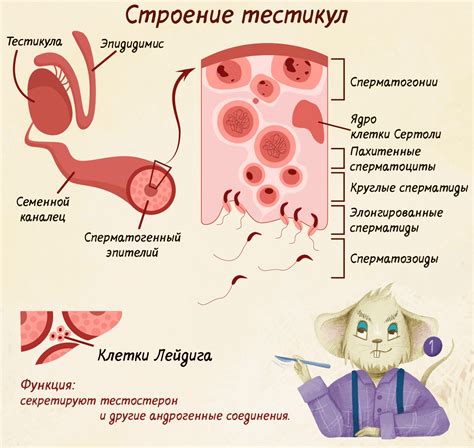 Семенная жидкость при дефекации