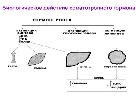 Силовые тренировки: активизация выработки соматотропного гормона