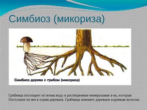 Симбиоз и взаимодействие с окружающими растениями