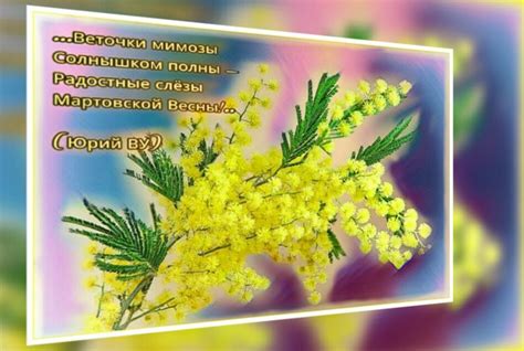 Символика мимозы