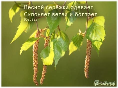 Символическое значение березы в России