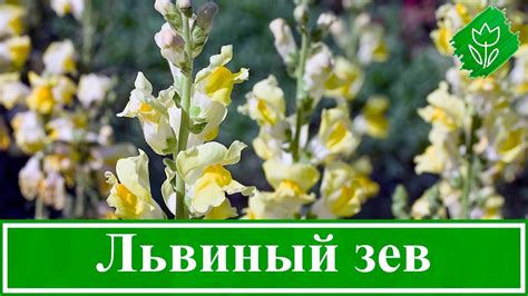 Симптомы и диагностика львиного зева