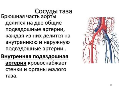 Симптомы нарушения кровообращения в малом тазу