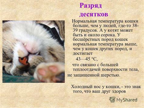 Симптомы повышенной температуры у кошек