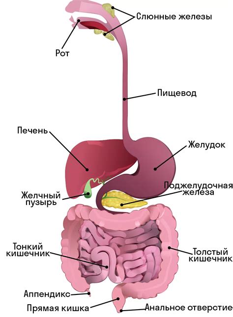 Система пищеварения