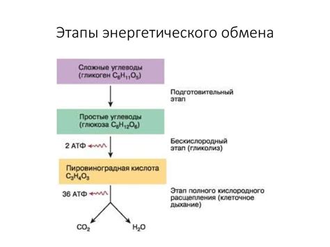 Системы организации питания и энергетического обмена
