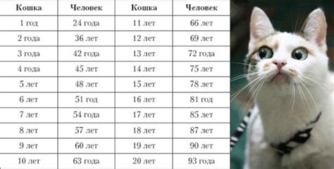 Сколько рыбы давать котятам в одной порции