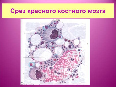 Следствия и возможные проблемы при замещении красного костного мозга