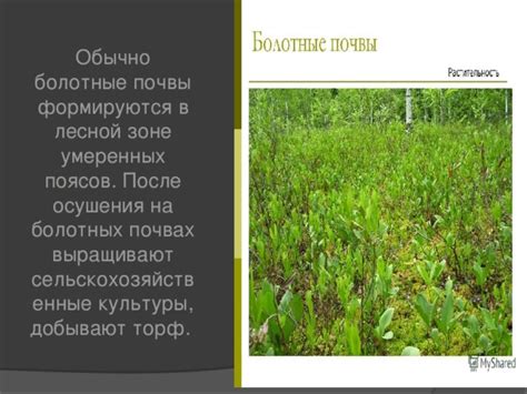 Снижение влажности почвы: влияние осушения на пейринг ирисов