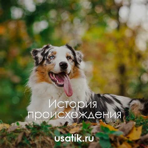Собака - лояльный и преданный спутник