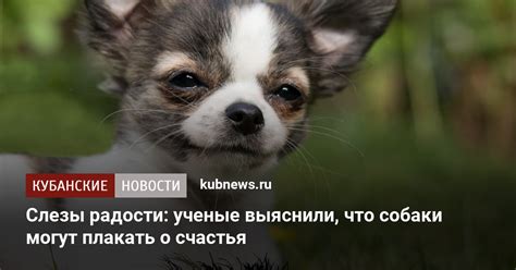 Собаки, родившие щенков, тоже могут столкнуться с проблемой поноса