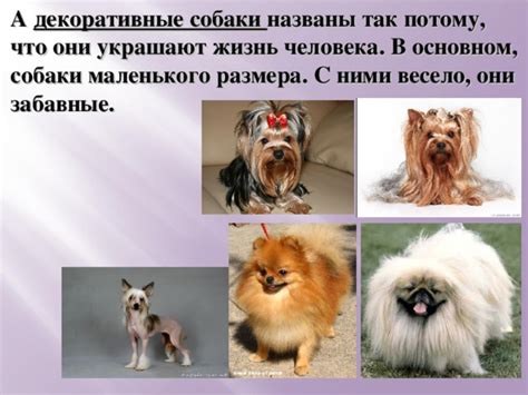 Собаки украшают нашу жизнь
