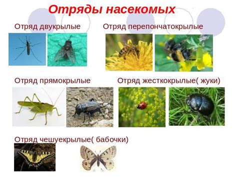 Собиратели ископаемых насекомых: их исследования и значимость для науки