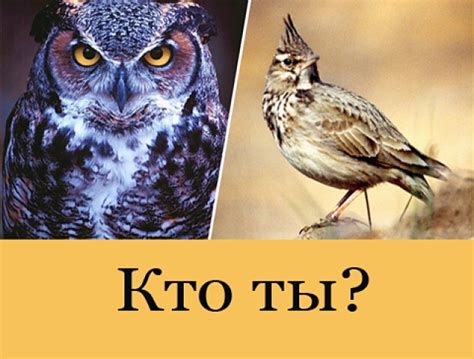 Сова или жаворонок: взаимодействие с другими