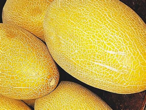 Советы по выбору дыни в магазине