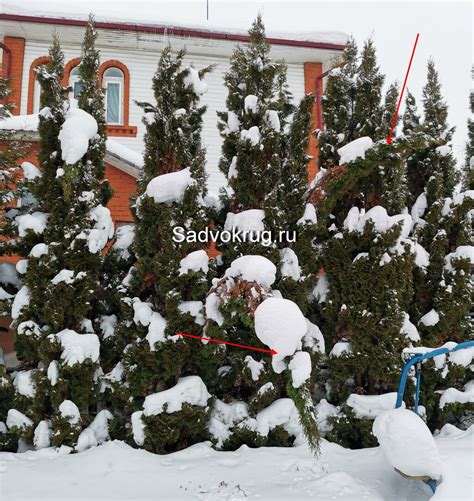 Советы по защите туи от снега