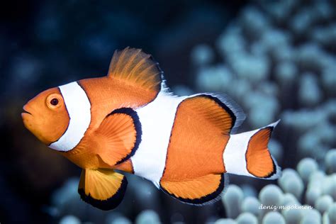 Советы по настройке мужского голоса в клоун Fish