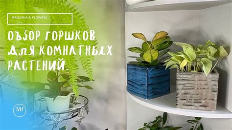 Советы по оригинальному декорированию растений в костюме горшка