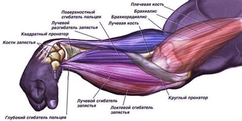 Советы по увеличению объема руки в районе кисти