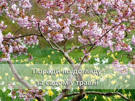 Советы по уходу за вашим садом