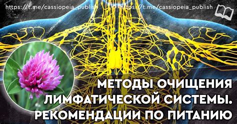 Современные методы определения состояния лимфатической системы