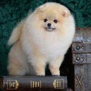 Содержание и уход за маленьким шпицем