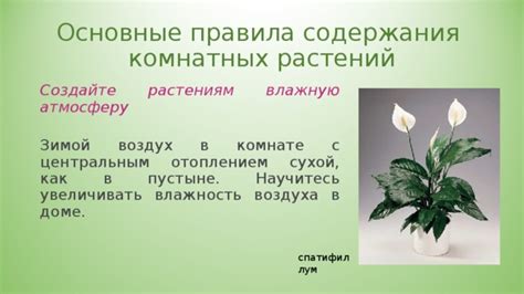 Создайте влажную атмосферу в комнате