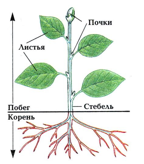 Создайте стебель и листья