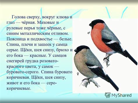 Создание глаз и клюва