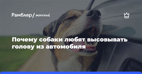 Создание комфортных условий для собаки во время поездки