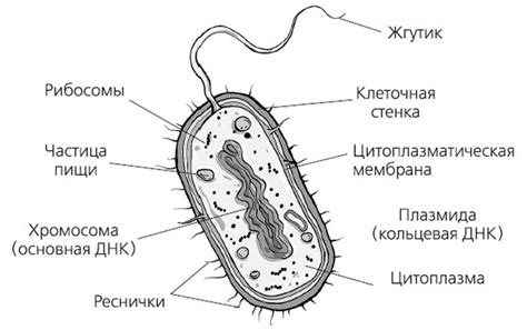 Создание конструкции микроба на бумаге