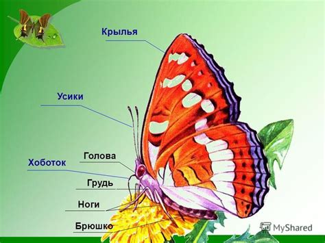 Создание контура тела бабочки