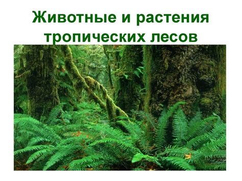 Создание контуров и основы леса