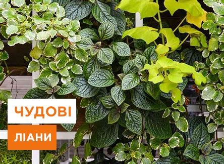 Создание лазурной лианы