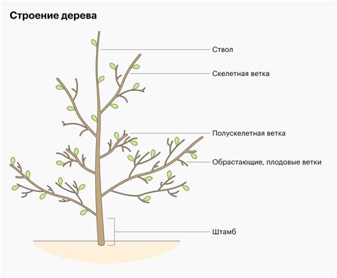 Создание многоуровневых деревьев: секреты и общие правила