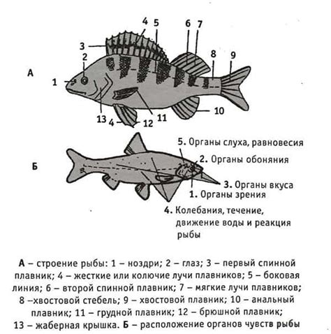 Создание окончательной формы рыбы