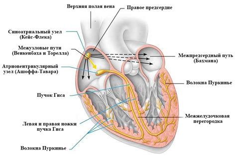 Создание основы сердца