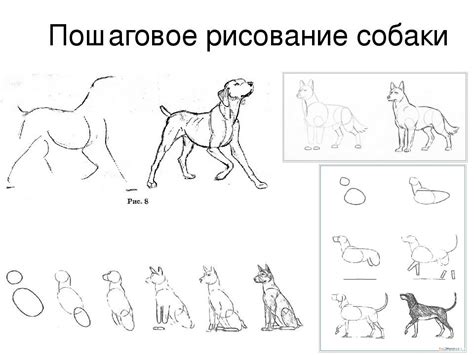 Создание пошаговой инструкции рисования собаки