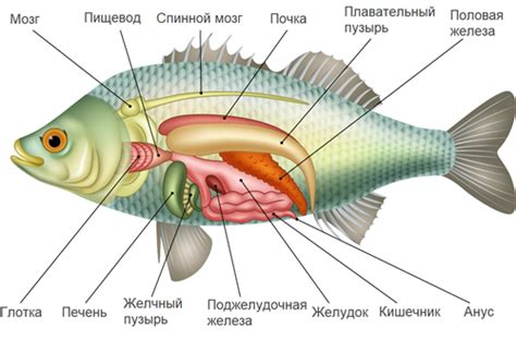 Создание рыбы и ее деталей