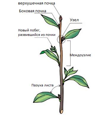 Создание стеблей