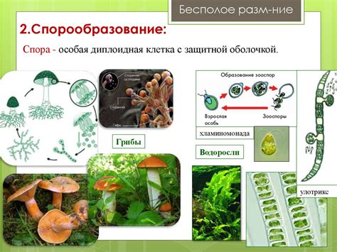 Создание условий для размножения вредных организмов