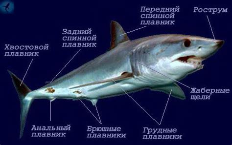 Создание формы тела акулы