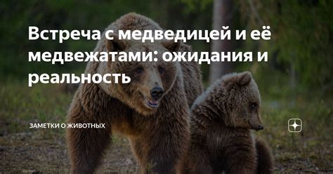 Сон с медведицей и медвежатами - психологический анализ