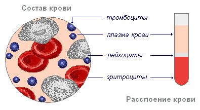 Состав крови