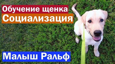 Социализация и обучение животных
