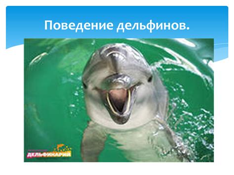 Социальное поведение дельфинов
