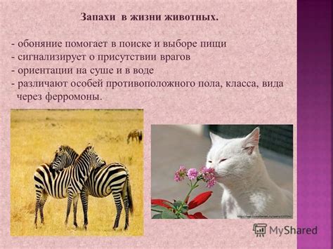 Социальные ориентации и идентификация через животных