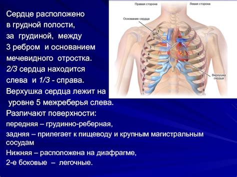 Сочленение тела и лап