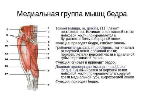 Спастика приводящих мышц бедра